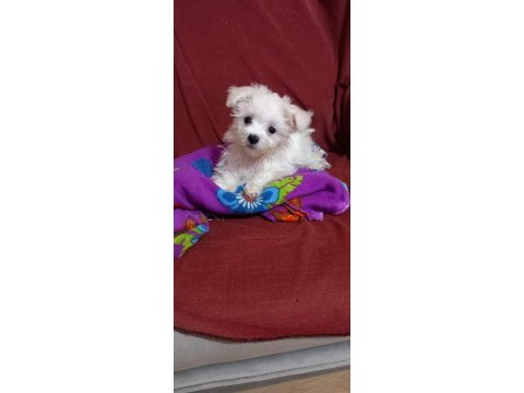 Erkek maltese terrier