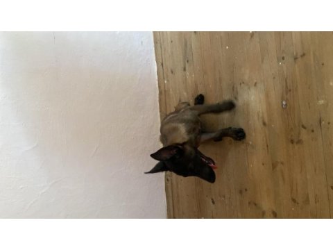 Malinois yavru 3 aylık
