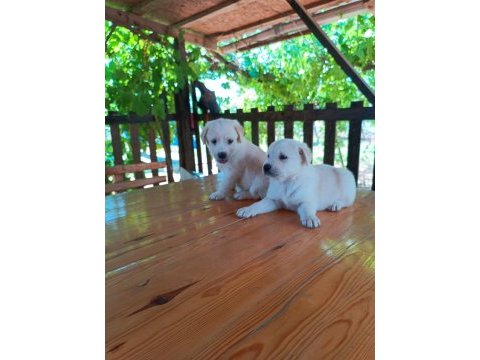 Minik golden retriever yavrular