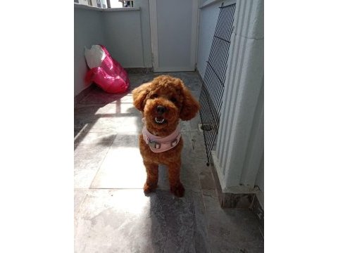 1 yaşında toy poodle
