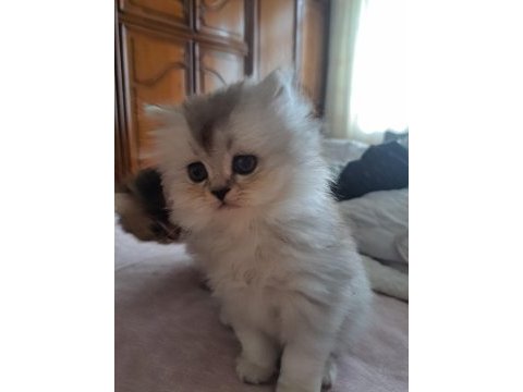 British golden longhair ve silver bebeklerimiz