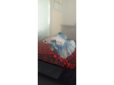 Betta balığı