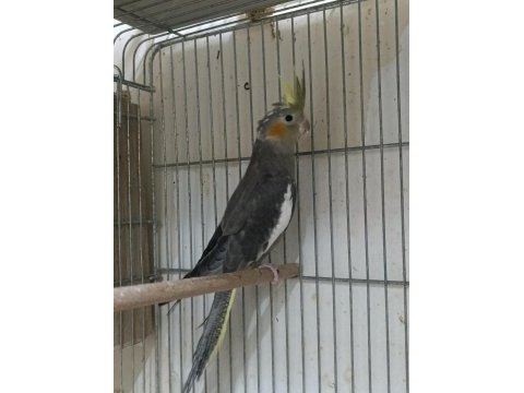 3 aylık erkek yavru sultan papağanı