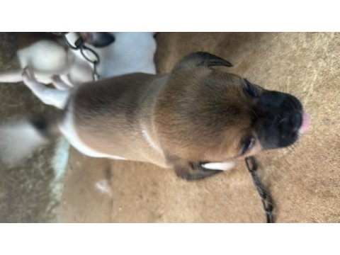 Orjinal jack russell 45 günlük oldular