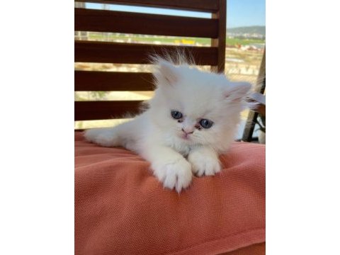 2 aylık erkek iran kedisi
