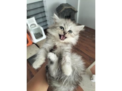 British longhair 2 aylık
