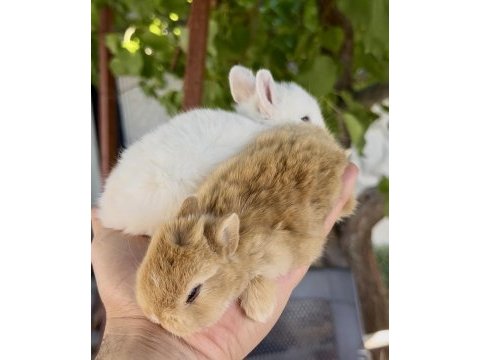 Karamel ve beyaz netherland dwarf tavşan