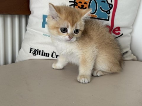 En güzel golden britsh longhair ve shorthair yavrular