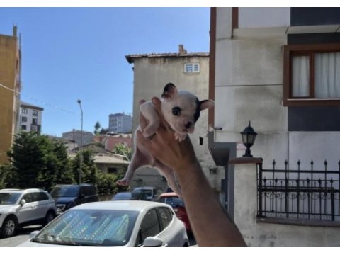 Safkan 0 numara kilo garantili french buldog merle