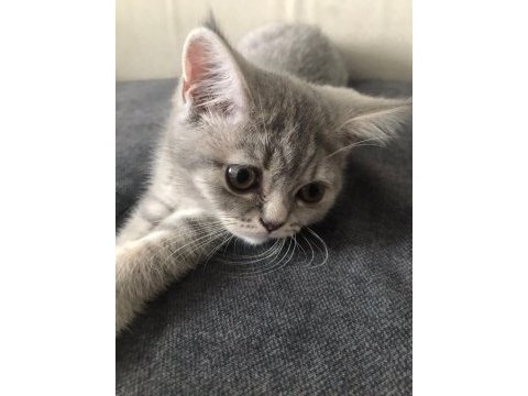 2 aylık aşılı prenses silver tabby british shorthair