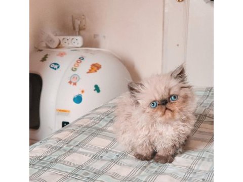 Himalayan persian tatlı yavrumuz