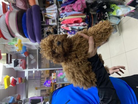 Kilo garantili toypodell yavrularımız 