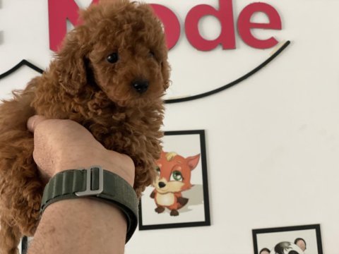 Redbrown toy poodle yavrularımız ziyarete açık