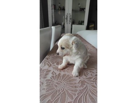 2.5 aylık maltipoo