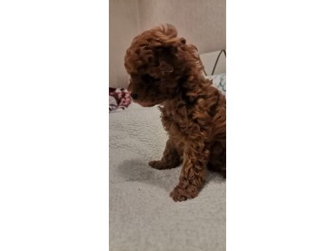 Toy poodle yavru