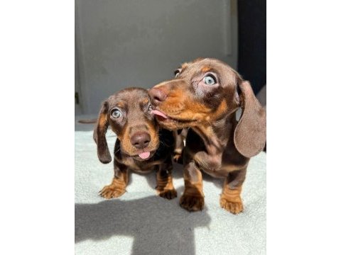 Çikolata ve çikolata merle dachshund yavrular
