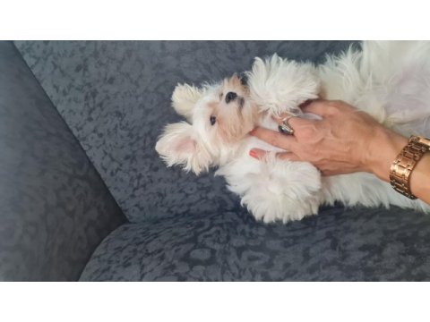 Kore maltese