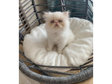 Safkan tertemiz kan taşıyan exotic shorthair yavrular