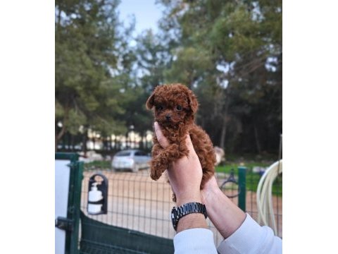 Toy poodle çiftliğimize sizleri bekliyoruz