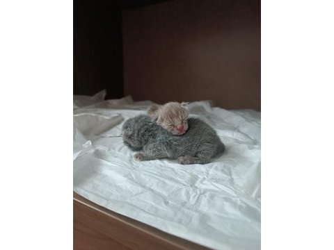 Scottish fold yavrularımız rezerveye açıktır