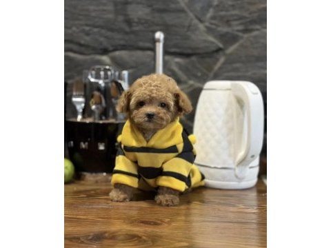 Mini maltipoo bebeklerimiz