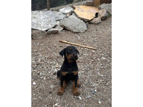 Kızıl ve siyah doberman yavrular