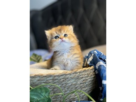 Yüksek kalite golden british longhair kedimiz