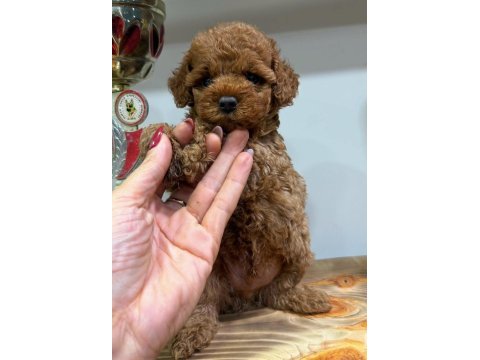 Red erkek toy poodle