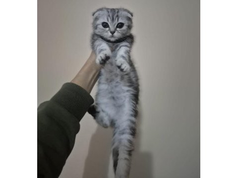 Top kafa safkan eğitimli scottish fold dişi erkek