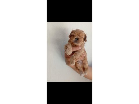Dişi erkek maltipoo yavrular tuvalet eğitimli