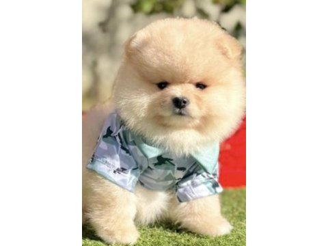 Pomeranian boo köpeği