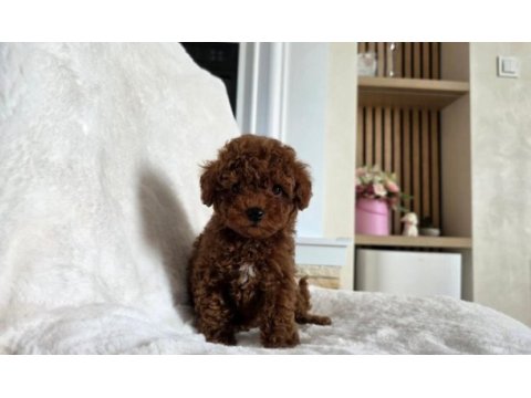 Ruhsatlı köpek çiftliğinden toypoodle yavrularımız 