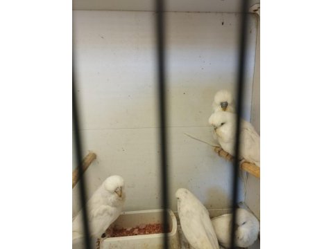 Show jumbo beyaz muhabbet kuşu yavrular