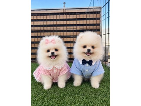 Üst kalite ayı surat pomeranian boo