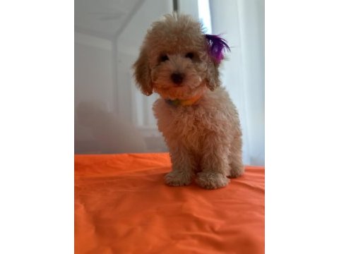 Toy poodle köpeği