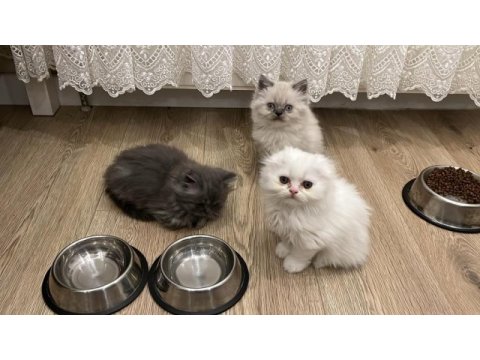 Scottish fold longhair yavru beyaz
