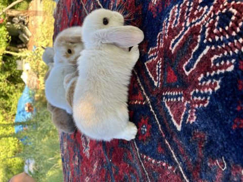 Mini lop tavşan yavruları evcil