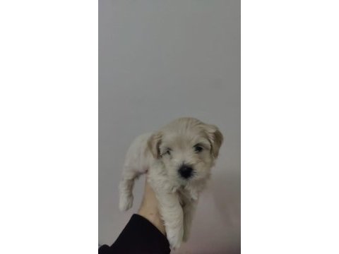 Sağlık ve ırk garantili maltipoo yavrular