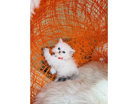 British longhair tüm eşyalarıyla