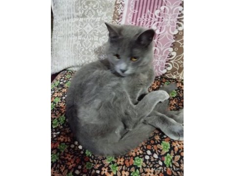 Sahiplendirilecek 3 aylık british shorthair