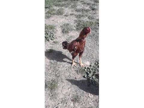 A kalitede hint horozları