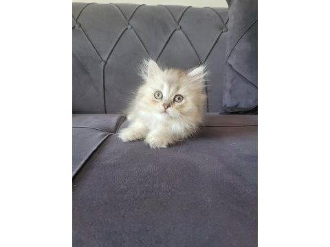 Silver british longhair kızımız yeni ailesini bekliyor