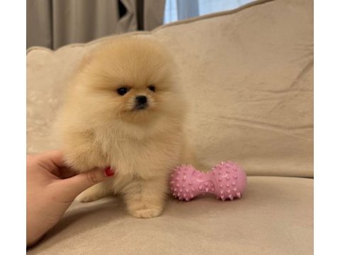 Ayıcık surat gerçek pomeranian boo yavrular