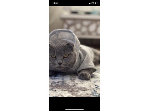 Oğluma british shorthair eş arıyorum