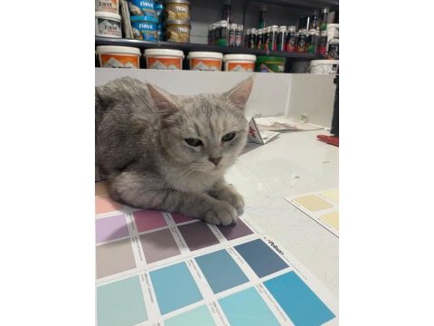 Acil kedi sahiplendirme british shorthair