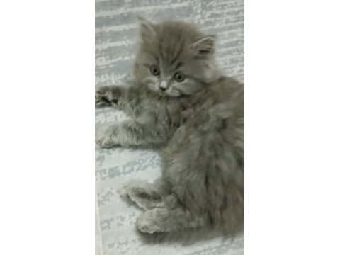 British longhair 25 mart doğumlu
