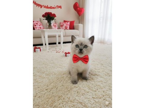 Kaliteli kediler british shorthair