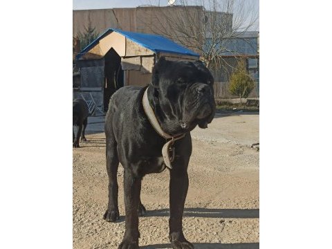 4 nisan doğumlu cane corso anne baba secereli