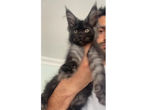 Dev dişi xxxl siyah duman maine coon