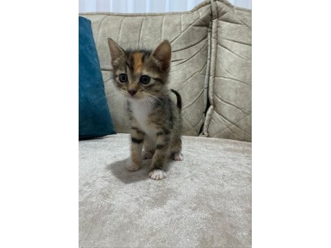 Yavru kedimiz